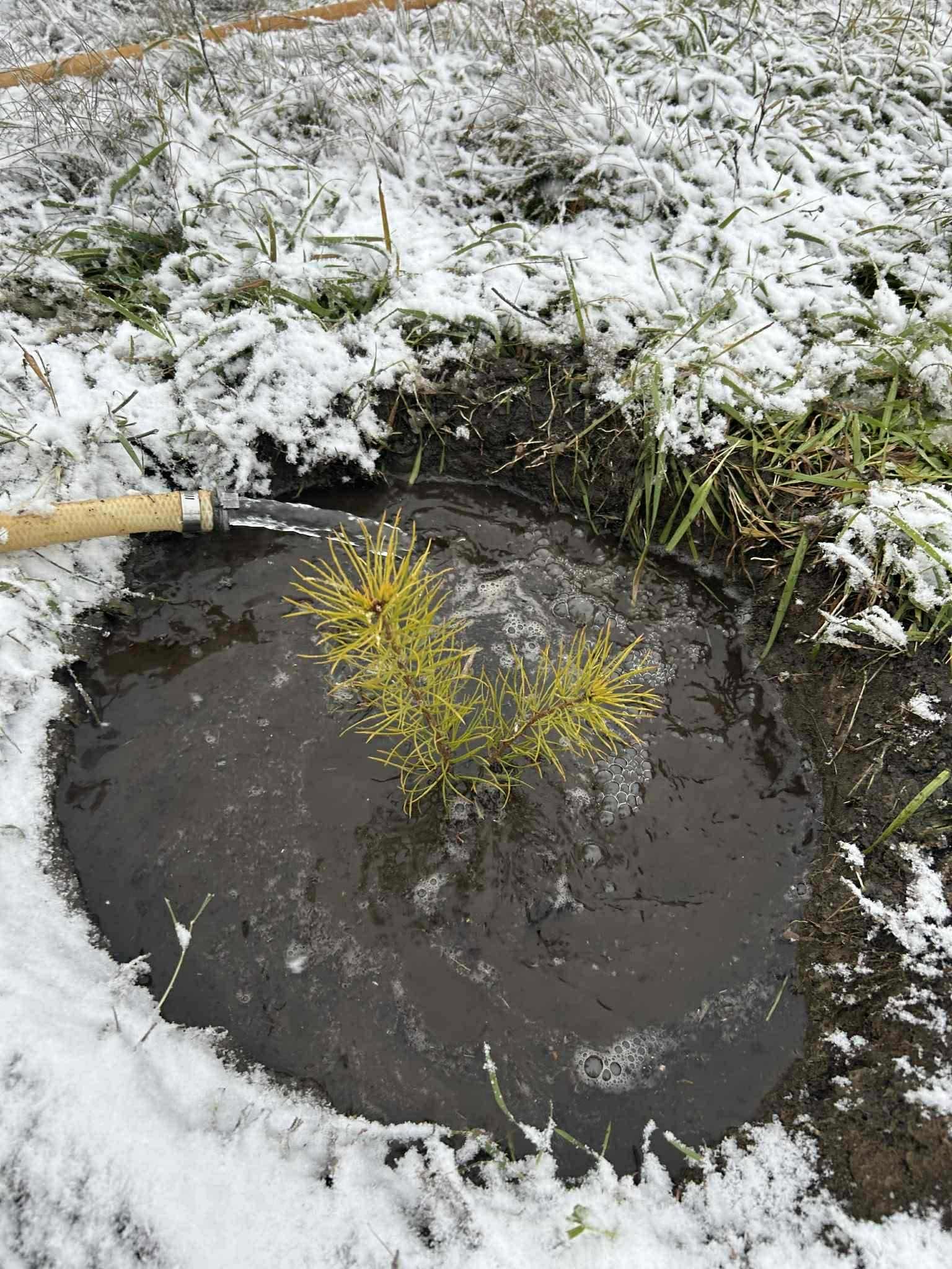 “Жүр Үр” ХХК-ийн хамт олон 15 жилийн ойн хүрээндээ 100 ШИРХЭГ НАРС модыг тарьлаа